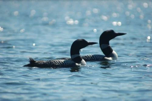 Dow and Ducks Unlimited Partner to Restore and Conserve Natural Habitats